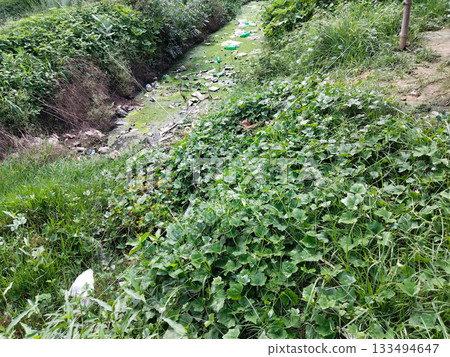 polluted Pond covered with green algae 133494647