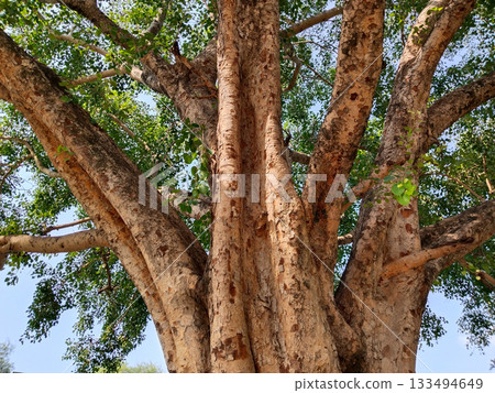 Branches of the huge tree of Sacred fig Branches of the huge tree of Sacred fig 133494649