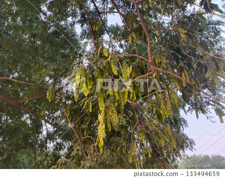 Albizia lebbeck beans hanging on tree. Frywood pods and beans of Siris with blue sky nature. Dry seed pods closeup with grey color. 133494659