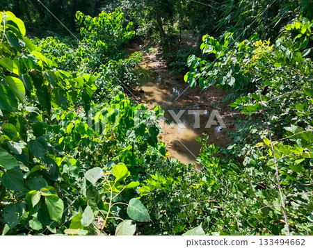 An aerial view of a rocky stream surrounded by dense greenery An aerial view of a rocky stream surrounded by dense greenery 133494662