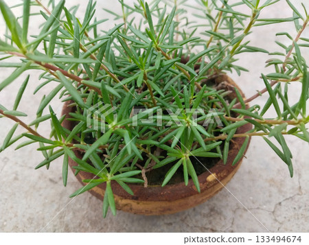 portulaca plant growing in clay bowl pot. beautiful plant and plants 133494674