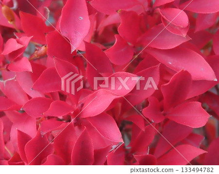 Autumn leaves: Close-up of Enkianthus campanulatus leaves 133494782