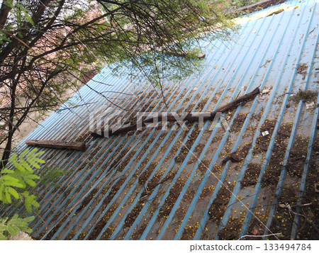 asbestos tin roof and dry leaves 133494784