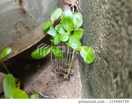 growing grass settlings in poop of monkey 133494789