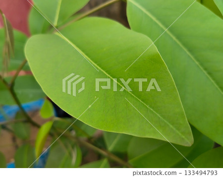 close up Golden shower leaves or cassia fistula flower close up Golden shower leaves or cassia fistula flower 133494793