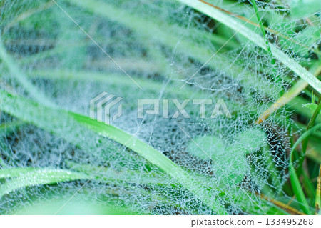 Macro View of Spider Web with Morning Dew Drops 133495268