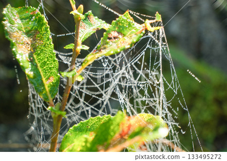 Macro View of Spider Web with Morning Dew Drops 133495272