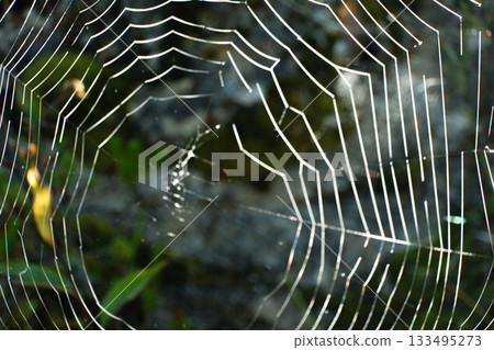 Macro View of Spider Web with Morning Dew Drops 133495273