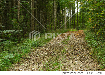 Summer hiking trail winding through lush green deciduous forest landscape 133495291