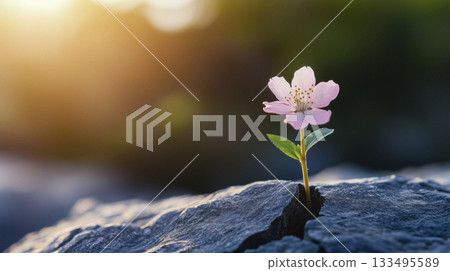tiny pink blossom emerging from crack in sunlit rocks 133495589