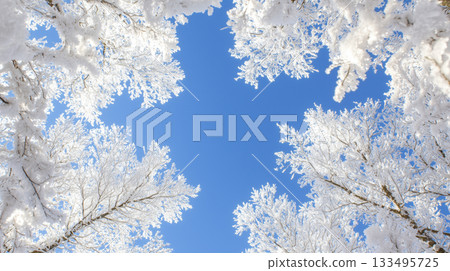 Frost-laden tree branches reaching into a radiant blue winter sky 133495725