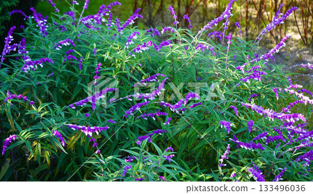 Vibrant Purple Mexican Sage Flowers in Sunlight 133496036