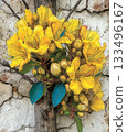 Golden Blooms on Rustic Stone Wall 133496167