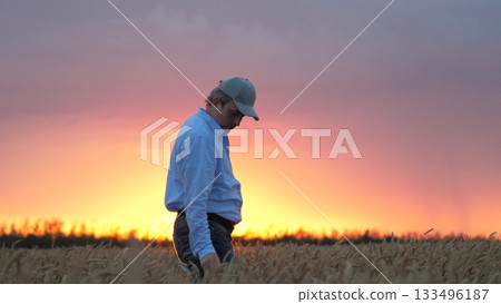 agriculture, wheat field, golden wheat farm field sunset, farmer knows secrets growing crops, love land, fingers agronomist, close up farmer hand outdoors nature, farmer work field nature industry 133496187