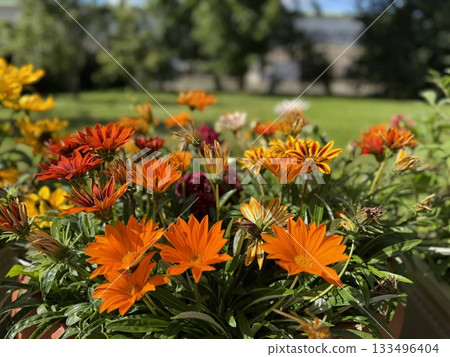 Orange flowers blooming in bright sunlight with lush green garden in soft focus background 133496404