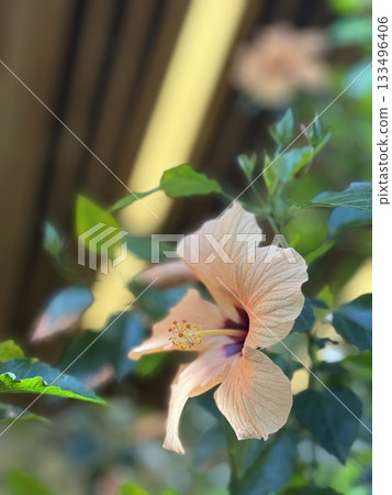 Hibiscus flower in focus with blurred foliage in background 133496406