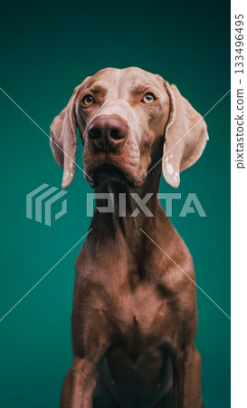Weimaraner dog looking attentive in studio portrait Weimaraner dog looking attentive in studio portrait 133496495