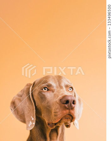Weimaraner dog looking up on orange background Weimaraner dog looking up on orange background 133496500