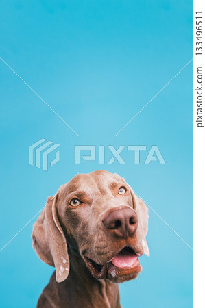 Weimaraner dog looking up with curious expression Weimaraner dog looking up with curious expression 133496511