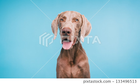 Weimaraner dog looking at camera on blue background 133496513