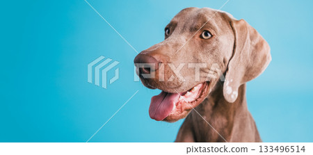 Weimaraner dog looking happy on blue background Weimaraner dog looking happy on blue background 133496514