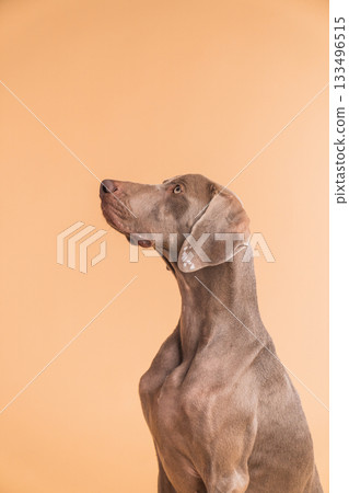 Weimaraner dog looking up with elegant profile Weimaraner dog looking up with elegant profile 133496515