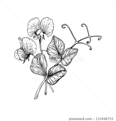Delicate botanical composition of sweet pea flowers and leaves. Ruffled petals, slender stems, and curling tendrils. The detailed vector illustration in a classic vintage style. Painted by black inks Delicate botanical composition of sweet pea flowers and leaves. Ruffled petals, slender stems, and curling tendrils. The detailed vector illustration in a classic vintage style. Painted by black inks 133496733