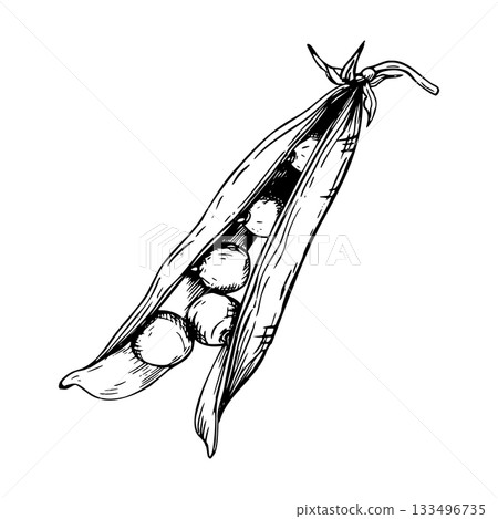 A detailed hand drawn illustration of an open pea pod containing several round peas inside. The botanical style vector illustration. Painted by black inks. Sketch with fine lines isolated on white. 133496735