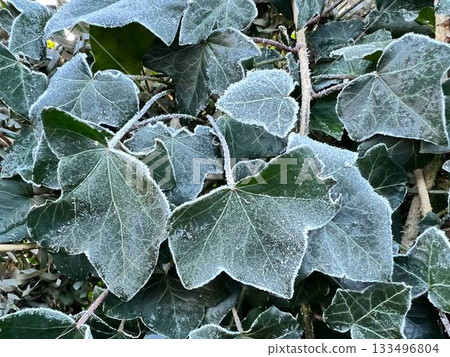 Close-up of frost-covered green leaves of the thuja Close-up of frost-covered green leaves of the thuja 133496804