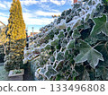 Frost-covered leaves of bindweed on a fence on a winter day 133496808