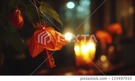 Bright orange hibiscus flowers in soft evening light 133497910