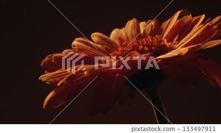 Close-up of a vibrant orange flower in soft light Close-up of a vibrant orange flower in soft light 133497911