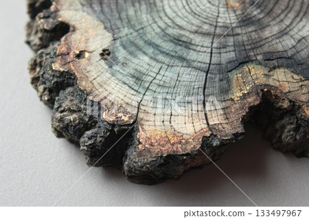 Unique cross section of a tree trunk showcasing growth rings 133497967