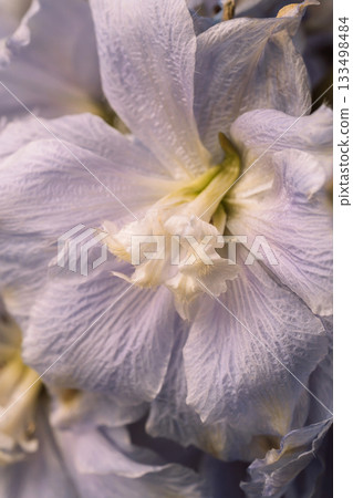 Pastel flower center, macro texture Pastel flower center, macro texture 133498484