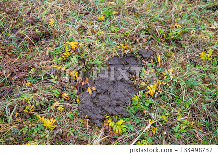 Cow dung cake on green grass closeup. Rural life and cattle, organic fertilizer for plants concept. 133498732