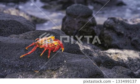 Red Rock Crab, Galapagos National Park 133499137