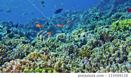 Coral Reef, Indonesia 133499138