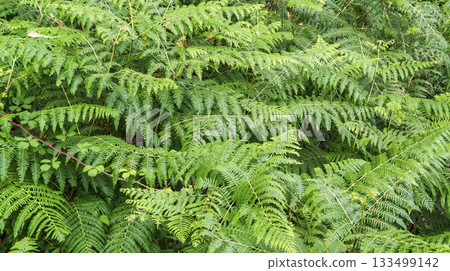 Green Fern Background Green Fern Background 133499142