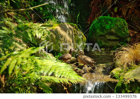 Pair of New Zealand Brown Teal Duck and Ducklings 133499376