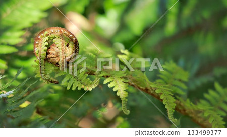 Koru Fiddlehead Fern Koru Fiddlehead Fern 133499377
