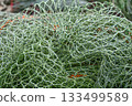 The green fishing nets on the beach 133499589
