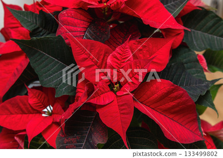 Vibrant Christmas poinsettia bloom detailed festive backdrop Vibrant Christmas poinsettia bloom detailed festive backdrop 133499802