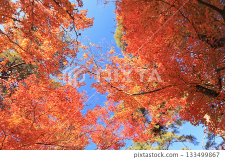 Tsukiishi Momiji Park Autumn leaves 133499867