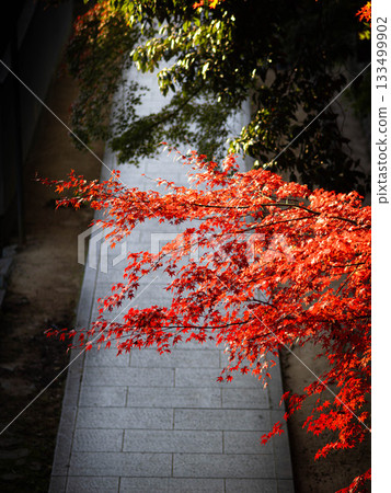 The approach to Juzenji Temple in Nada Ward, Kobe City: Beautiful autumn leaves The approach to Juzenji Temple in Nada Ward, Kobe City: Beautiful autumn leaves 133499902