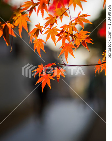 Autumn leaves in the grounds of Juzenji Temple in Nada Ward, Kobe City Autumn leaves in the grounds of Juzenji Temple in Nada Ward, Kobe City 133499958