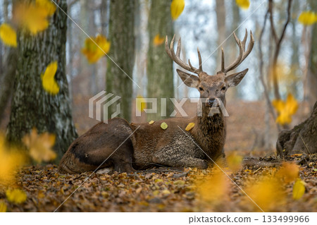 Lifelong forest resident enjoys a quiet moment among autumn leaves in a tranquil woodland setting 133499966