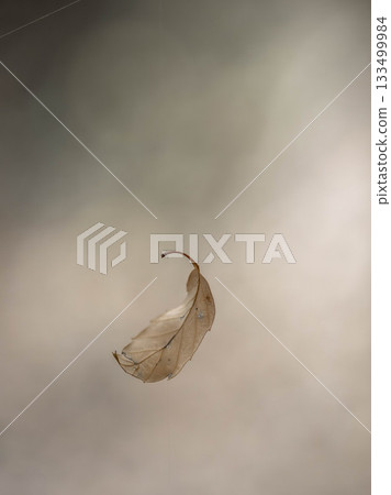 Autumn scenery with dead leaves hanging from a spider's web Autumn scenery with dead leaves hanging from a spider's web 133499984