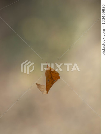Autumn scenery with dead leaves hanging from a spider's web 133499986
