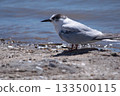 South american little seagull in Mar Chiquita lagoon 133500115