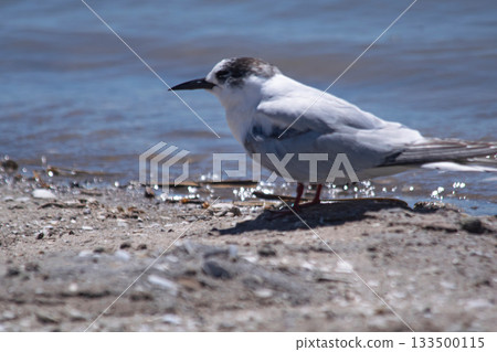 South american little seagull in Mar Chiquita lagoon 133500115